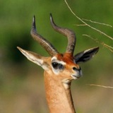 Biocoenosis | Daily Animals